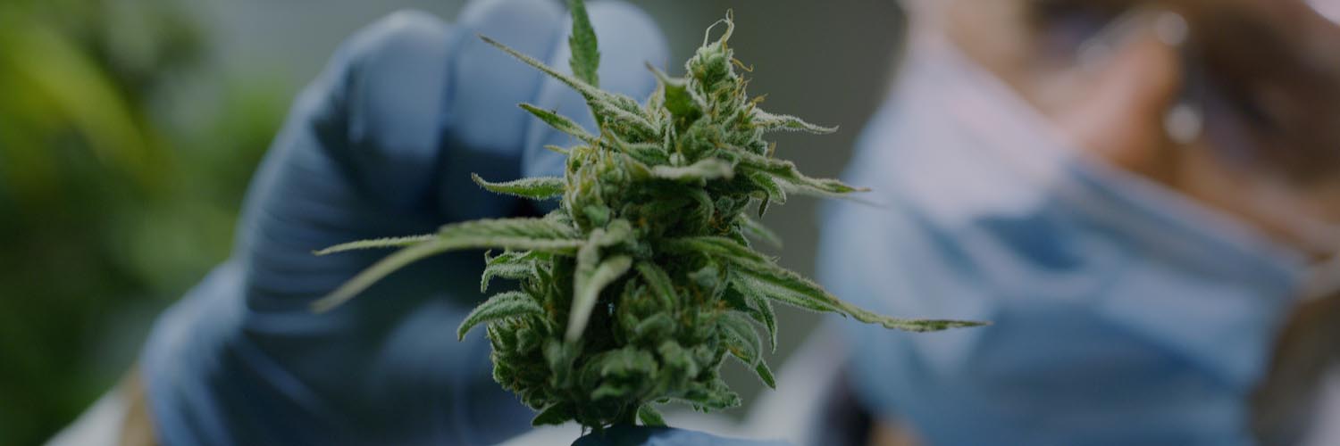 A researcher picks apart a Cannabis plant
