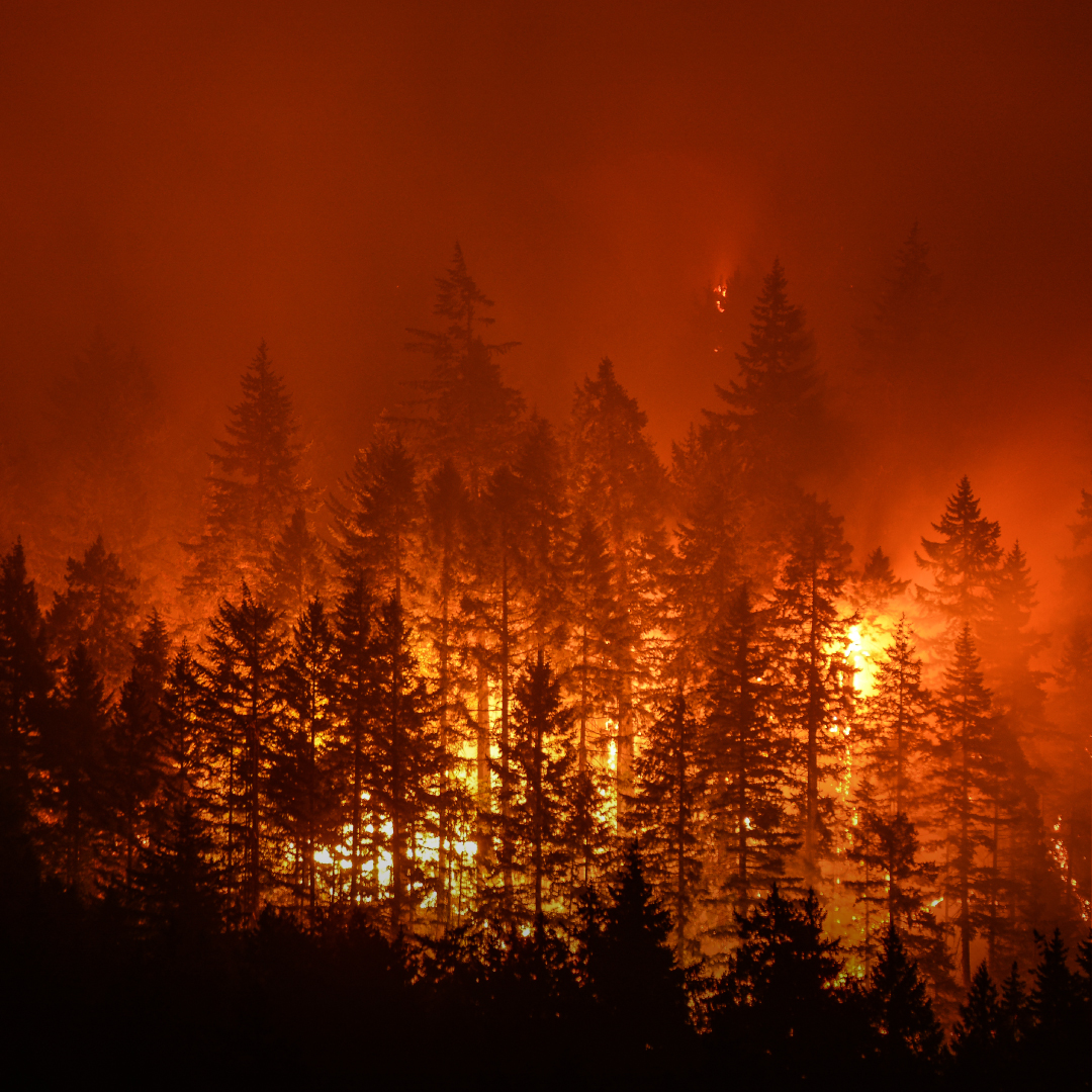 Protect your lung health from wildfire smoke and pollution - The Lung ...